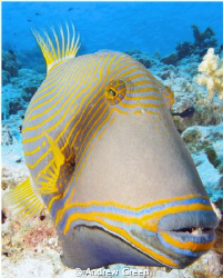 Orange-striped Triggerfish.
Sharks Bay, Sharm el Sheik.
... by Andrew Green 
